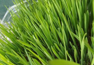 pšenična-trava-banja-luka