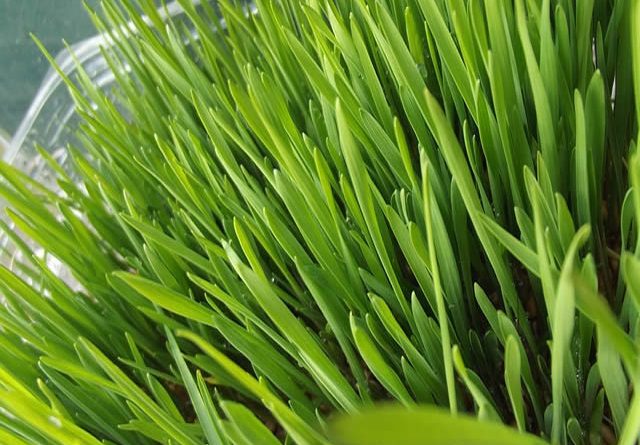 pšenična-trava-banja-luka